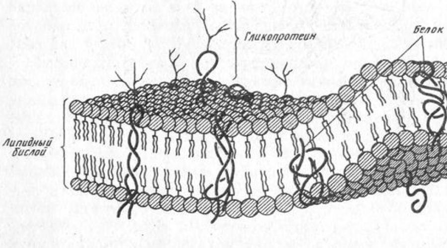 Какой органоид характерен для всех клеток. Клеточные органоиды: их строение и функции. Какие органоиды входят в состав клетки